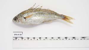  ( - BPB-AS-15)  @11 [ ] Unspecified (default): All Rights Reserved (2024) Institut National de Recherche Halieutique, Maroc Institut National de Recherche Halieutique, Maroc