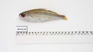  ( - BPB-AS-16)  @11 [ ] Unspecified (default): All Rights Reserved (2024) Institut National de Recherche Halieutique, Maroc Institut National de Recherche Halieutique, Maroc