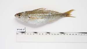  ( - BPB-AS-17)  @11 [ ] Unspecified (default): All Rights Reserved (2024) Institut National de Recherche Halieutique, Maroc Institut National de Recherche Halieutique, Maroc