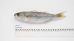  ( - BPB-AS-18)  @11 [ ] Unspecified (default): All Rights Reserved (2024) Institut National de Recherche Halieutique, Maroc Institut National de Recherche Halieutique, Maroc