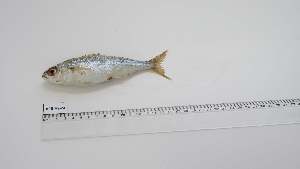  ( - BPB-AS-24)  @11 [ ] Unspecified (default): All Rights Reserved (2024) Institut National de Recherche Halieutique, Maroc Institut National de Recherche Halieutique, Maroc