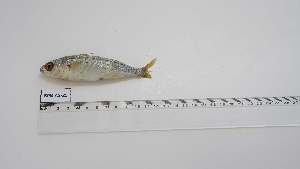  ( - BPB-AS-25)  @11 [ ] Unspecified (default): All Rights Reserved (2024) Institut National de Recherche Halieutique, Maroc Institut National de Recherche Halieutique, Maroc