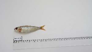  ( - BPB-AS-26)  @11 [ ] Unspecified (default): All Rights Reserved (2024) Institut National de Recherche Halieutique, Maroc Institut National de Recherche Halieutique, Maroc