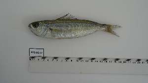  ( - BPB-AS-27)  @11 [ ] Unspecified (default): All Rights Reserved (2024) Institut National de Recherche Halieutique, Maroc Institut National de Recherche Halieutique, Maroc