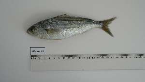  ( - BPB-AS-28)  @11 [ ] Unspecified (default): All Rights Reserved (2024) Institut National de Recherche Halieutique, Maroc Institut National de Recherche Halieutique, Maroc