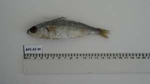  ( - BPB-AS-30)  @11 [ ] Unspecified (default): All Rights Reserved (2024) Institut National de Recherche Halieutique, Maroc Institut National de Recherche Halieutique, Maroc