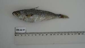  ( - BPB-AS-32)  @11 [ ] Unspecified (default): All Rights Reserved (2024) Institut National de Recherche Halieutique, Maroc Institut National de Recherche Halieutique, Maroc