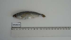  ( - BPB-AS-33)  @11 [ ] Unspecified (default): All Rights Reserved (2024) Institut National de Recherche Halieutique, Maroc Institut National de Recherche Halieutique, Maroc