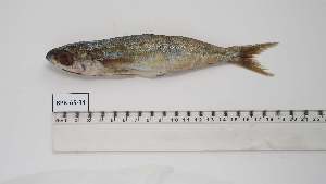  ( - BPB-AS-34)  @11 [ ] Unspecified (default): All Rights Reserved (2024) Institut National de Recherche Halieutique, Maroc Institut National de Recherche Halieutique, Maroc