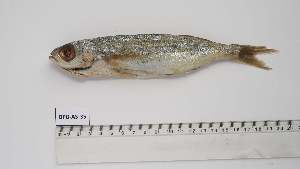  ( - BPB-AS-35)  @11 [ ] Unspecified (default): All Rights Reserved (2024) Institut National de Recherche Halieutique, Maroc Institut National de Recherche Halieutique, Maroc