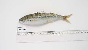  ( - BPB-MD-9)  @11 [ ] Unspecified (default): All Rights Reserved (2024) Institut National de Recherche Halieutique, Maroc Institut National de Recherche Halieutique, Maroc