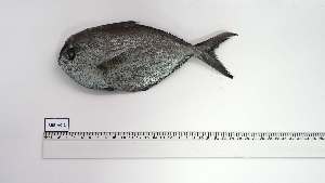  ( - BRB-AC-1)  @11 [ ] Unspecified (default): All Rights Reserved (2035) Institut National de Recherche Halieutique, Maroc Institut National de Recherche Halieutique, Maroc