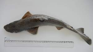  ( - CEG-MD-1)  @11 [ ] Unspecified (default): All Rights Reserved (2025) Institut National de Recherche Halieutique, Maroc Institut National de Recherche Halieutique, Maroc