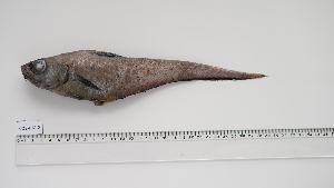  ( - COZ-HM-2)  @11 [ ] Unspecified (default): All Rights Reserved (2047) Institut National de Recherche Halieutique, Maroc Institut National de Recherche Halieutique, Maroc