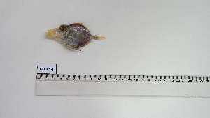  ( - CTT-AN-1)  @11 [ ] Unspecified (default): All Rights Reserved (2048) Institut National de Recherche Halieutique, Maroc Institut National de Recherche Halieutique, Maroc