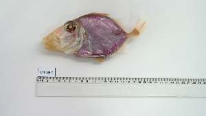  ( - CTT-AN-2)  @11 [ ] Unspecified (default): All Rights Reserved (2049) Institut National de Recherche Halieutique, Maroc Institut National de Recherche Halieutique, Maroc