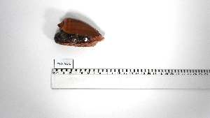  ( - CYO-AC-1)  @11 [ ] Unspecified (default): All Rights Reserved (2050) Institut National de Recherche Halieutique, Maroc Institut National de Recherche Halieutique, Maroc