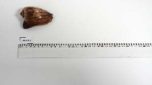  ( - CYO-AN-2)  @11 [ ] Unspecified (default): All Rights Reserved (2051) Institut National de Recherche Halieutique, Maroc Institut National de Recherche Halieutique, Maroc