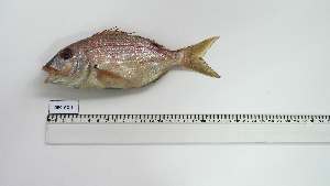  ( - DEC-AC-1)  @11 [ ] Unspecified (default): All Rights Reserved (2053) Institut National de Recherche Halieutique, Maroc Institut National de Recherche Halieutique, Maroc