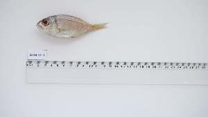  ( - DTM-AS-1)  @11 [ ] Unspecified (default): All Rights Reserved (2056) Institut National de Recherche Halieutique, Maroc Institut National de Recherche Halieutique, Maroc