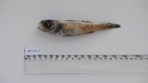  (Acropomatiformes - EPD-AN-1)  @11 [ ] Unspecified (default): All Rights Reserved (2025) Institut National de Recherche Halieutique, Maroc Institut National de Recherche Halieutique, Maroc