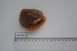  ( - GAP-MD-1)  @11 [ ] Unspecified (default): All Rights Reserved (2024) Institut National de Recherche Halieutique, Maroc Institut National de Recherche Halieutique, Maroc