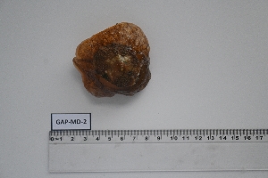  (Umbraculidae - GAP-MD-2)  @11 [ ] Unspecified (default): All Rights Reserved (2024) Institut National de Recherche Halieutique, Maroc Institut National de Recherche Halieutique, Maroc