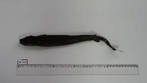  (Isistius plutodus - ISP-AC-1)  @11 [ ] Unspecified (default): All Rights Reserved (2070) Institut National de Recherche Halieutique, Maroc Institut National de Recherche Halieutique, Maroc