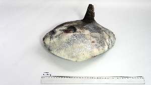  ( - MOL-AC-1)  @11 [ ] Unspecified (default): All Rights Reserved (2081) Institut National de Recherche Halieutique, Maroc Institut National de Recherche Halieutique, Maroc