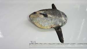  ( - MOL-AC-2)  @11 [ ] Unspecified (default): All Rights Reserved (2082) Institut National de Recherche Halieutique, Maroc Institut National de Recherche Halieutique, Maroc