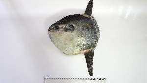  ( - MOL-AN-2)  @11 [ ] Unspecified (default): All Rights Reserved (2083) Institut National de Recherche Halieutique, Maroc Institut National de Recherche Halieutique, Maroc