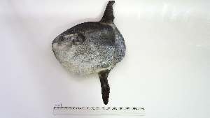  ( - MOL-AS-1)  @11 [ ] Unspecified (default): All Rights Reserved (2084) Institut National de Recherche Halieutique, Maroc Institut National de Recherche Halieutique, Maroc