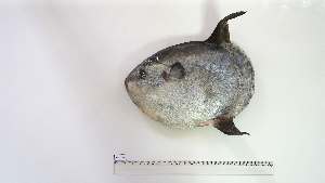  ( - MOL-AS-2)  @11 [ ] Unspecified (default): All Rights Reserved (2085) Institut National de Recherche Halieutique, Maroc Institut National de Recherche Halieutique, Maroc