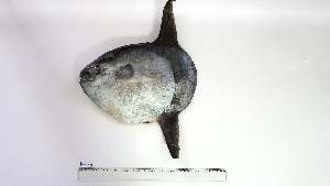  ( - MOL-MD-1)  @11 [ ] Unspecified (default): All Rights Reserved (2086) Institut National de Recherche Halieutique, Maroc Institut National de Recherche Halieutique, Maroc