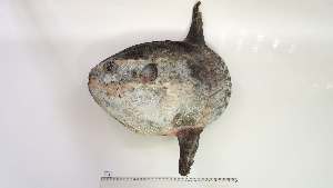  ( - MOL-MD-2)  @11 [ ] Unspecified (default): All Rights Reserved (2087) Institut National de Recherche Halieutique, Maroc Institut National de Recherche Halieutique, Maroc