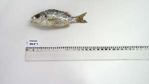  ( - POI-AC-1)  @11 [ ] Unspecified (default): All Rights Reserved (2106) Institut National de Recherche Halieutique, Maroc Institut National de Recherche Halieutique, Maroc