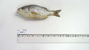  ( - POI-AC-2)  @11 [ ] Unspecified (default): All Rights Reserved (2107) Institut National de Recherche Halieutique, Maroc Institut National de Recherche Halieutique, Maroc