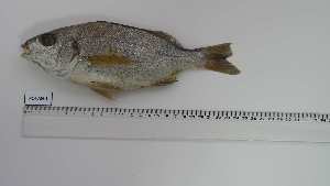  ( - POI-AN-1)  @11 [ ] Unspecified (default): All Rights Reserved (2025) Institut National de Recherche Halieutique, Maroc Institut National de Recherche Halieutique, Maroc