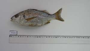  ( - POI-AN-2)  @11 [ ] Unspecified (default): All Rights Reserved (2025) Institut National de Recherche Halieutique, Maroc Institut National de Recherche Halieutique, Maroc