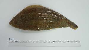  ( - SLS-AS-2)  @11 [ ] Unspecified (default): All Rights Reserved (2134) Institut National de Recherche Halieutique, Maroc Institut National de Recherche Halieutique, Maroc