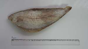  ( - SLS-AS-2)  @11 [ ] Unspecified (default): All Rights Reserved (2135) Institut National de Recherche Halieutique, Maroc Institut National de Recherche Halieutique, Maroc