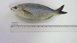  ( - SRS-AS-1)  @11 [ ] Unspecified (default): All Rights Reserved (2140) Institut National de Recherche Halieutique, Maroc Institut National de Recherche Halieutique, Maroc