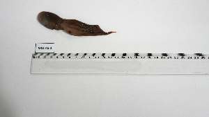  ( - SRU-AS-1)  @11 [ ] Unspecified (default): All Rights Reserved (2141) Institut National de Recherche Halieutique, Maroc Institut National de Recherche Halieutique, Maroc