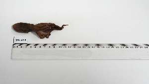  ( - SRU-AS-2)  @11 [ ] Unspecified (default): All Rights Reserved (2142) Institut National de Recherche Halieutique, Maroc Institut National de Recherche Halieutique, Maroc