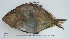  ( - ZEF-AC-23)  @11 [ ] Unspecified (default): All Rights Reserved (2025) Institut National de Recherche Halieutique, Maroc Institut National de Recherche Halieutique, Maroc