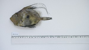  ( - ZEF-AC-25)  @11 [ ] Unspecified (default): All Rights Reserved (2025) Institut National de Recherche Halieutique, Maroc Institut National de Recherche Halieutique, Maroc