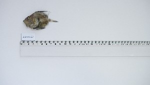  ( - ZEF-AC-27)  @11 [ ] Unspecified (default): All Rights Reserved (2025) Institut National de Recherche Halieutique, Maroc Institut National de Recherche Halieutique, Maroc