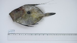  ( - ZEF-AC-28)  @11 [ ] Unspecified (default): All Rights Reserved (2025) Institut National de Recherche Halieutique, Maroc Institut National de Recherche Halieutique, Maroc