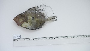  ( - ZEF-AC-29)  @11 [ ] Unspecified (default): All Rights Reserved (2025) Institut National de Recherche Halieutique, Maroc Institut National de Recherche Halieutique, Maroc