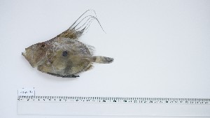  ( - ZEF-AC-30)  @11 [ ] Unspecified (default): All Rights Reserved (2025) Institut National de Recherche Halieutique, Maroc Institut National de Recherche Halieutique, Maroc